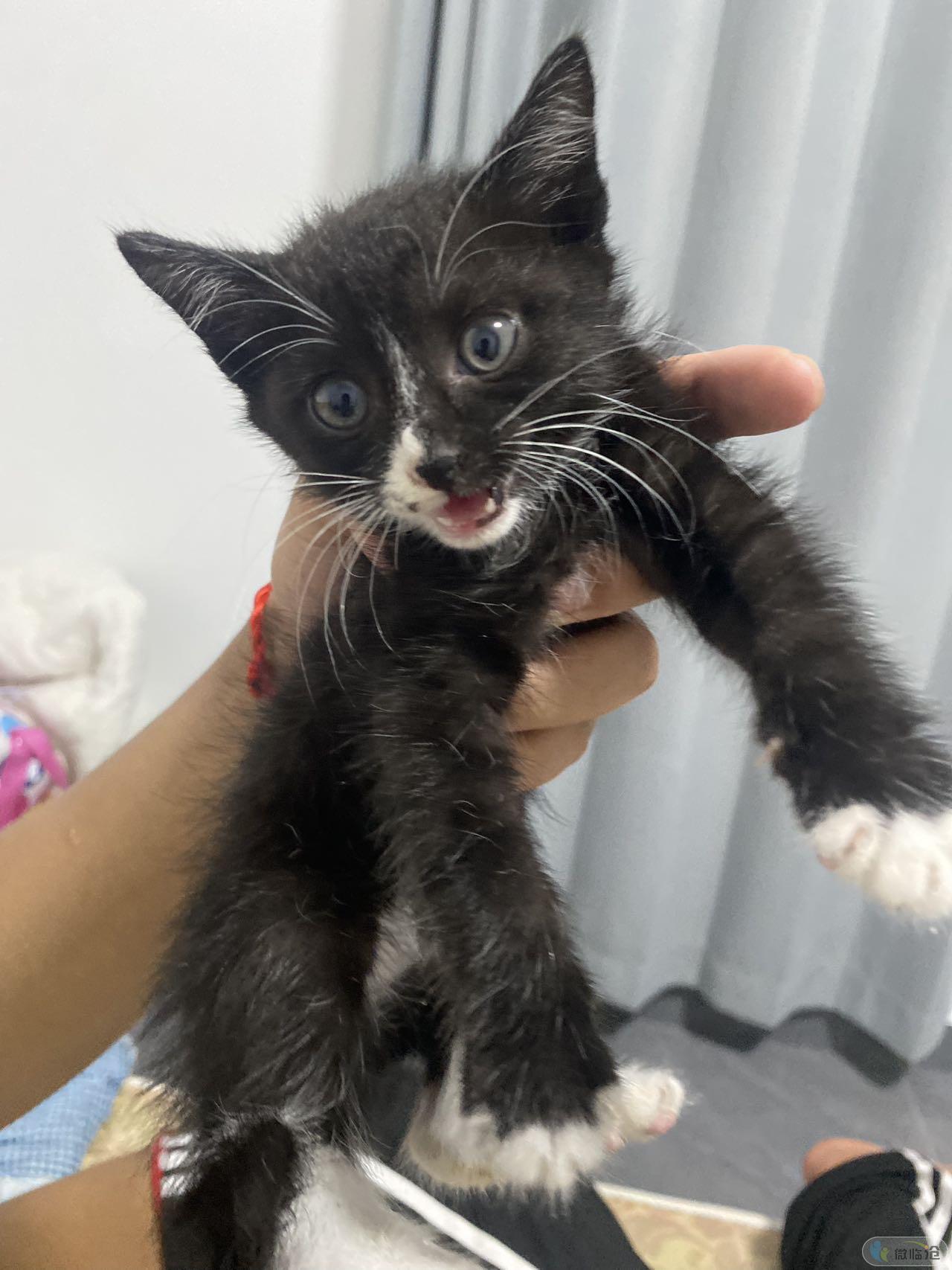 猫猫